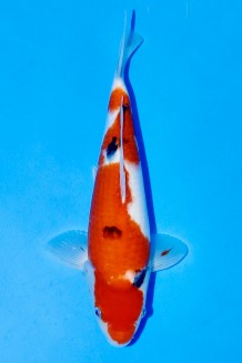 TATEGOI JUMBO TOSAI SANKE WEIBLICH Koi kaufen im Koishop