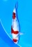 TATEGOI JUMBO TOSAI SHOWA W. WEIBLICH +41CM