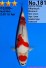 TATEGOI JUMBO TOSAI SHOWA W. WEIBLICH +41CM