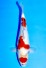 TATEGOI JUMBO TOSAI SHOWA W. WEIBLICH +41CM