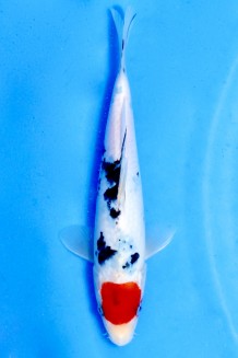 TATEGOI JUMBO TOSAI Koi kaufen im Koishop