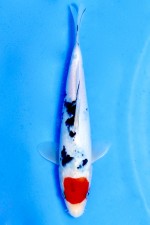 TATEGOI JUMBO TOSAI TANCHO SANKE