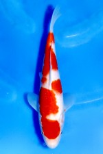 TATEGOI JUMBO TOSAI WEIBLICH KOHAKU