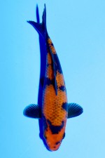 TATEGOI KAGE HI-UTSURI