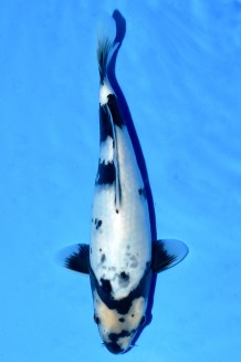 TATEGOI KAGE SHIRO-UTSURI WEIBLICH Koi kaufen im Koishop