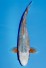 TATEGOI KANOKO ASAGI WEIBLICH +49CM