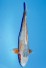 TATEGOI KANOKO ASAGI WEIBLICH +49CM