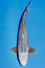 TATEGOI KANOKO ASAGI WEIBLICH +49CM