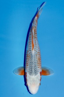TATEGOI KANOKO ASAGI WEIBLICH +48CM Koi kaufen im Koishop