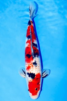 TATEGOI KANOKO SANKE +44CM Koi kaufen im Koishop