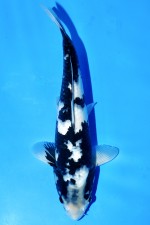 TATEGOI KANOKO SHIRO-UTSURI +40CM