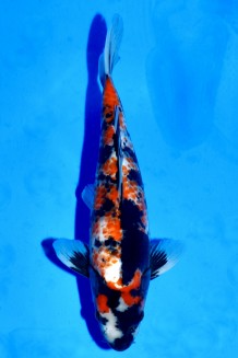 TATEGOI KANOKO SHOWA W. WEIBLICH Koi kaufen im Koishop