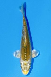 TATEGOI KARASHI KI NETSO OGON Koi kaufen im Koishop