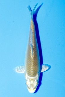 TATEGOI KARASHI MUKASHI OGON Koi kaufen im Koishop