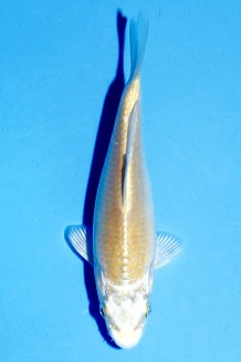 TATEGOI KARASHI YAMABUKI Koi kaufen im Koishop