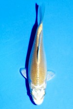 TATEGOI KARASHI YAMABUKI