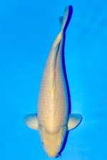 TATEGOI KARASHIGOI +47 CM