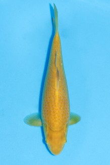 TATEGOI KARASHIGOI WEIBLICH Koi kaufen im Koishop