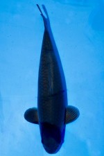 TATEGOI KARASU SCHOKO CHAGOI +53CM