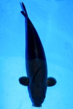 TATEGOI KARASUGOI CHAGOI WEIBLICH +58CM