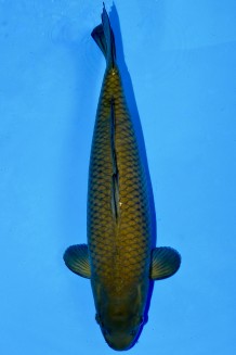 TATEGOI KARASUGOI WEIBLICH +48CM Koi kaufen im Koishop