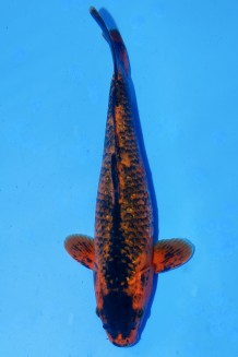 TATEGOI KAWARI AKA MATSUBA WEIBLICH +43CM Koi kaufen im Koishop