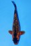 TATEGOI KAWARI AKA MATSUBA WEIBLICH +43CM