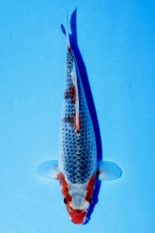 TATEGOI KAWARI ASAGI WEIBLICH Koi kaufen im Koishop