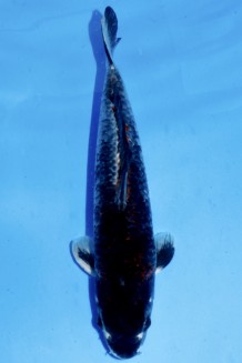 TATEGOI KAWARI GOSHIKI +40CM Koi kaufen im Koishop