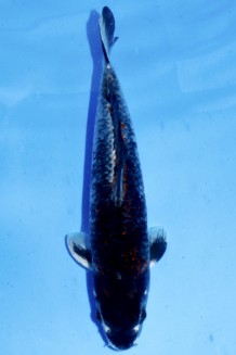 TATEGOI KAWARI GOSHIKI +40CM Koi kaufen im Koishop