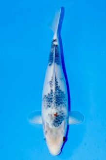 TATEGOI KAWARI KOROMO Koi kaufen im Koishop