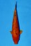 TATEGOI KAWARI ORENJI +45CM