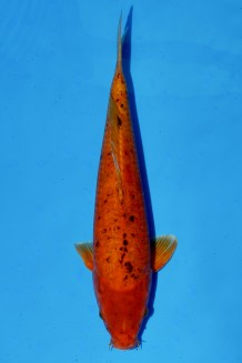 TATEGOI KAWARI ORENJI +45CM Koi kaufen im Koishop