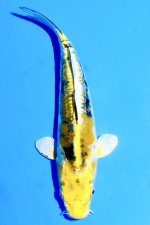 TATEGOI KI KIKOKURYU