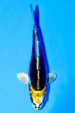 TATEGOI KI KIKOKURYU