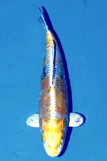 TATEGOI KI KIKOKURYU WEIBLICH Koi kaufen im Koishop