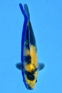 TATEGOI KI-UTSURI M. PERLGINRIN W. WEIBLICH Koi kaufen im Koishop