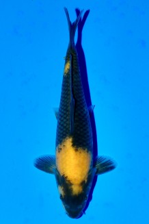 TATEGOI KI-UTSURI WEIBLICH Koi kaufen im Koishop