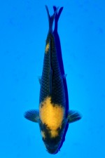 TATEGOI KI-UTSURI WEIBLICH