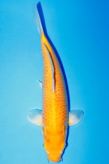 TATEGOI KIGOI +38CM Koi kaufen im Koishop