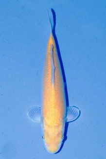 TATEGOI KIGOI Koi kaufen im Koishop