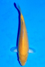 TATEGOI KIGOI WEIBLICH