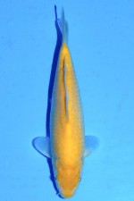 TATEGOI KIGOI WEIBLICH