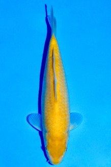 TATEGOI KIGOI WEIBLICH Koi kaufen im Koishop