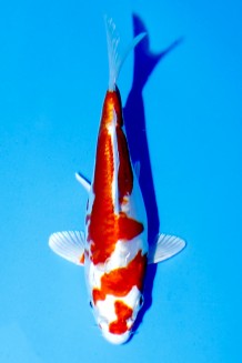 TATEGOI KIKISUI Koi kaufen im Koishop