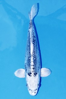 TATEGOI KIKOKURYU +46cmWEIBLICH Koi kaufen im Koishop