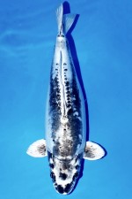 TATEGOI KIKOKURYU +59cm WEIBLICH