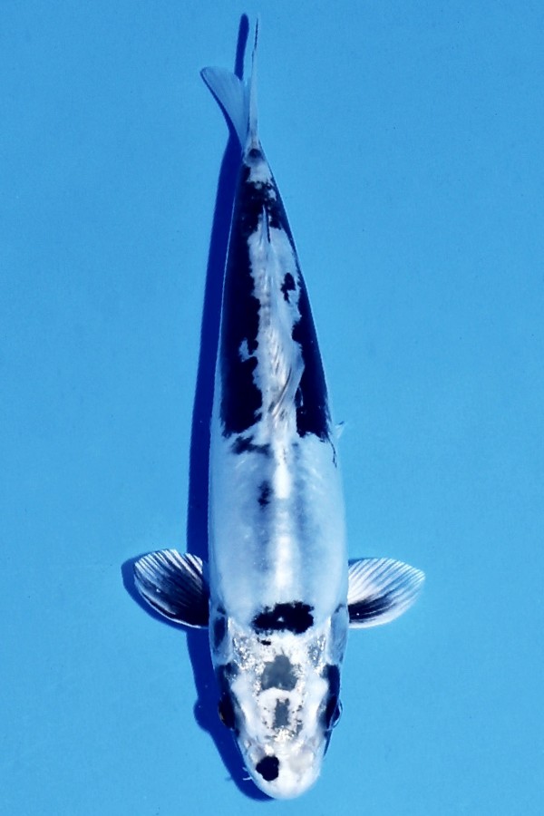 KoiAuktion Koi TATEGOI KIKOKURYU J. TOSAI