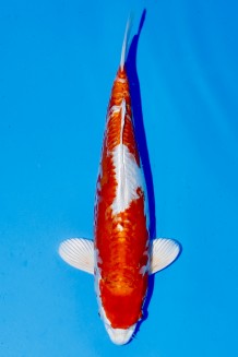 TATEGOI KIKUSUI WEIBLICH +39CM Koi kaufen im Koishop