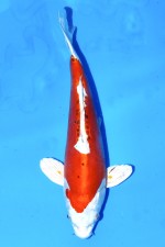 TATEGOI KIKUSUI WEIBLICH +41CM
